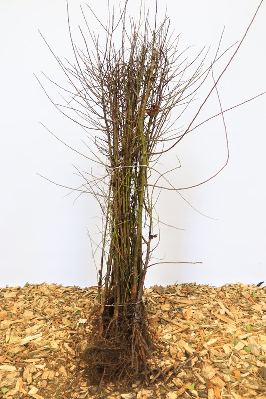 Prunus cerasifera - 60-100 CM bare root 1/1